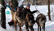 Полярный уголок Подмосковья (Невероятные приключения на ферме северных оленей и хаски, с колоритным чаепитием в юрте и живым контактным общением с редкими животными)